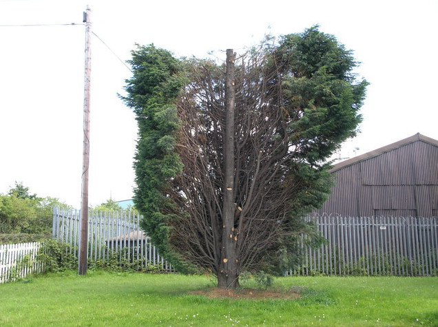 bad pruning of a tree Chepstow