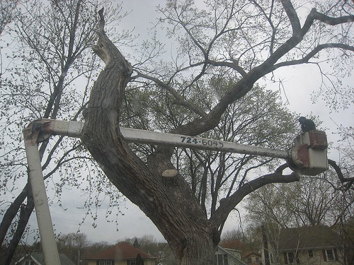 tree removal Chepstow with a cherry picker
