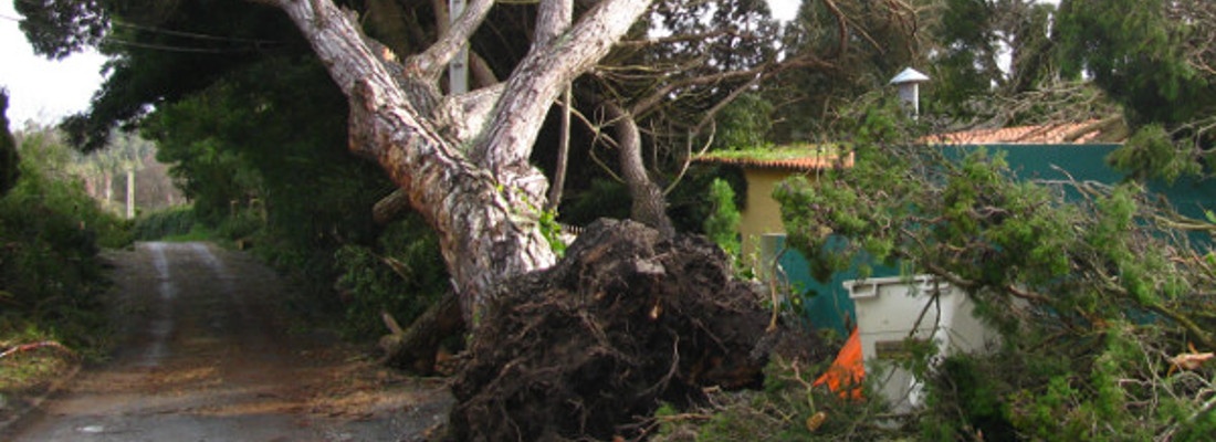 emergency tree removal Chepstow tree uprooted after storm banner